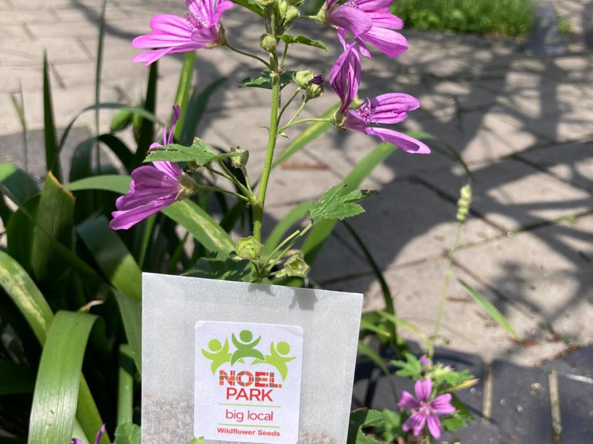 wildflower seeds giveaway news